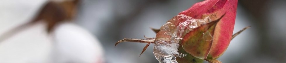 Put alternative text here : no