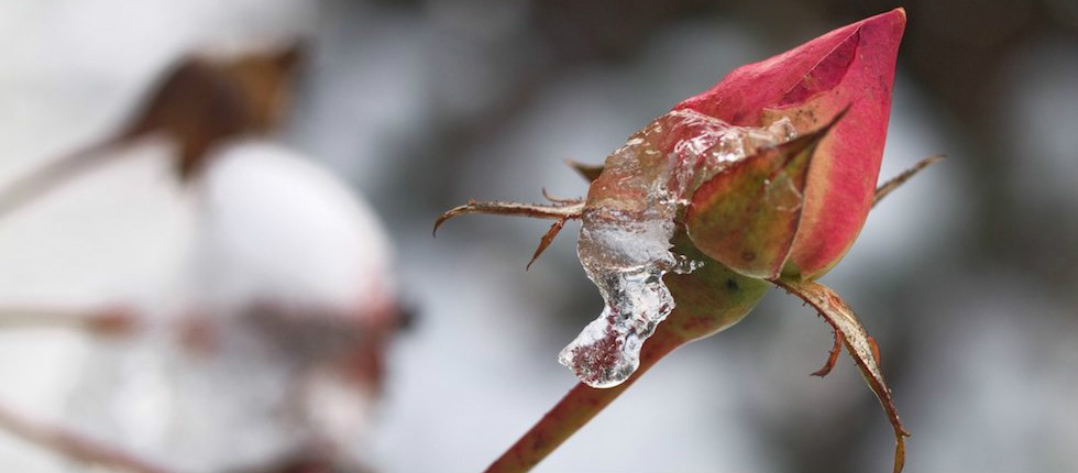 Put alternative text here : no